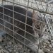 Sanidad inicia la campaña de esterilización de gatos sin propietarios en Orihuela