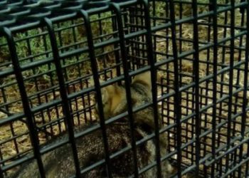 Sanidad lleva a cabo la esterilización de colonias de gatos sin propietario