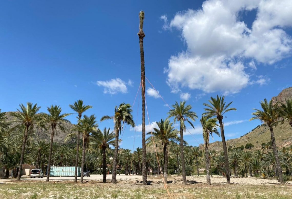 Orihuela confirma la supervivencia de una palmera datilera monumental de 17 metros trasplantada hace seis meses