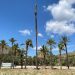 Orihuela confirma la supervivencia de una palmera datilera monumental de 17 metros trasplantada hace seis meses