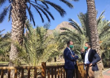 Orihuela saca a licitación el contrato para el mantenimiento, conservación y protección de plagas del Palmeral