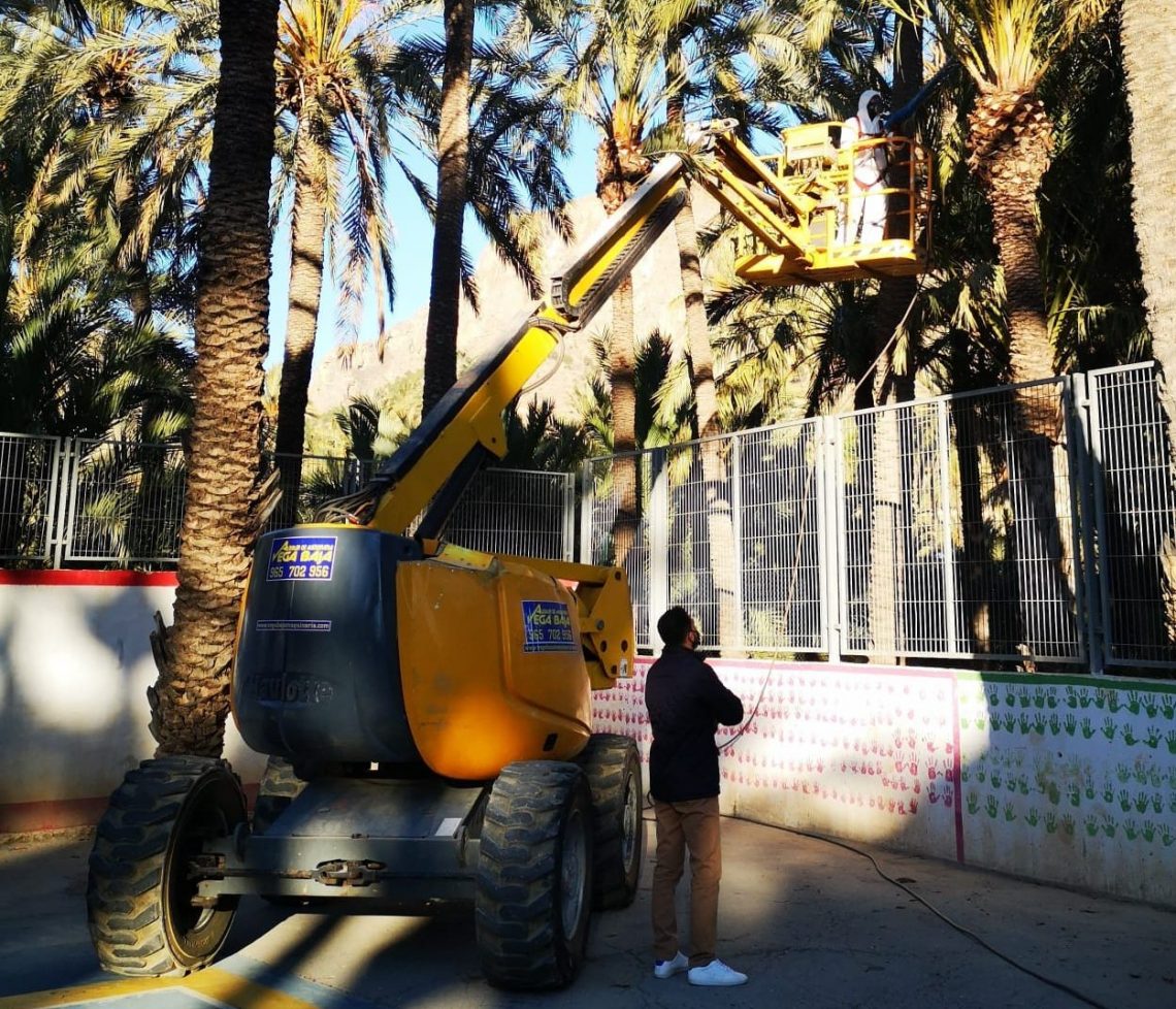 Orihuela ejecuta la escarda y retirada de podas en el entorno del Palmeral