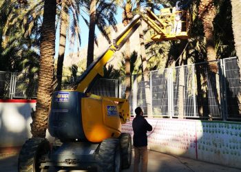 Orihuela ejecuta la escarda y retirada de podas en el entorno del Palmeral