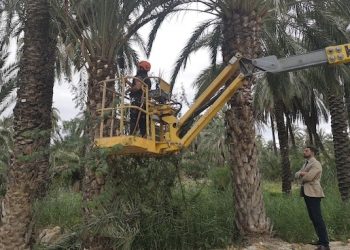 orihuela-poda-palmerales-diciembre-2019-1