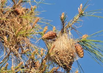 Medio Ambiente pone en marcha el nuevo contrato para el control de la procesionaria