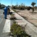 Retirada de restos vegetales y de fumigación de los viales en Orihuela Costa