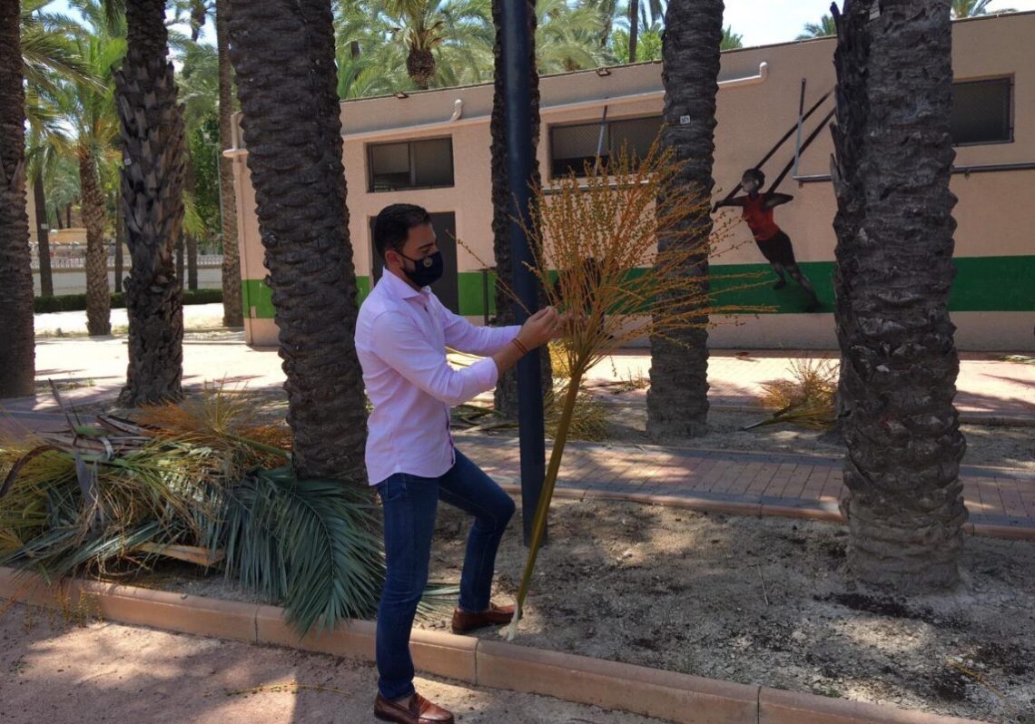 Continúan los trabajos de retirada de infrutescencias y mantenimiento en el Palmeral de Orihuela