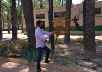 Continúan los trabajos de retirada de infrutescencias y mantenimiento en el Palmeral de Orihuela