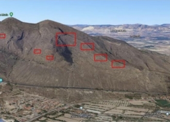 La Conselleria autoriza a Medio Ambiente a retirar el cactus de Arizona con voluntarios