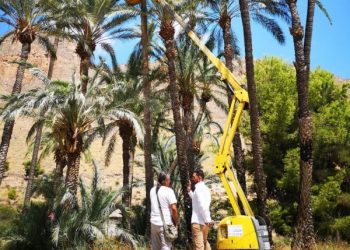 Medio Ambiente finaliza los trabajos de retirada de infrutescencias en el Palmeral de Orihuela