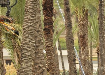 orihuela-trabajos-poda-palmeral-marzo-2019
