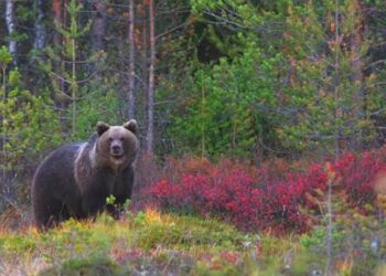 oso-pardo-csis-enero-2019