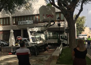 Petrer pedirá un estudio técnico sobre los árboles de la plaça de Baix