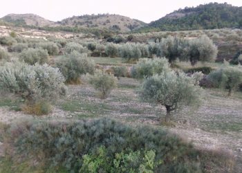 petrer-olivos-noviembre-2019