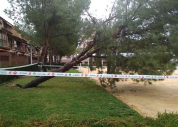 petrer-tempora-derrumbe-arbol-abril-2019-a