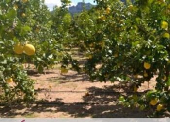 plantación-citricos-vega-baja