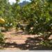 plantación-citricos-vega-baja