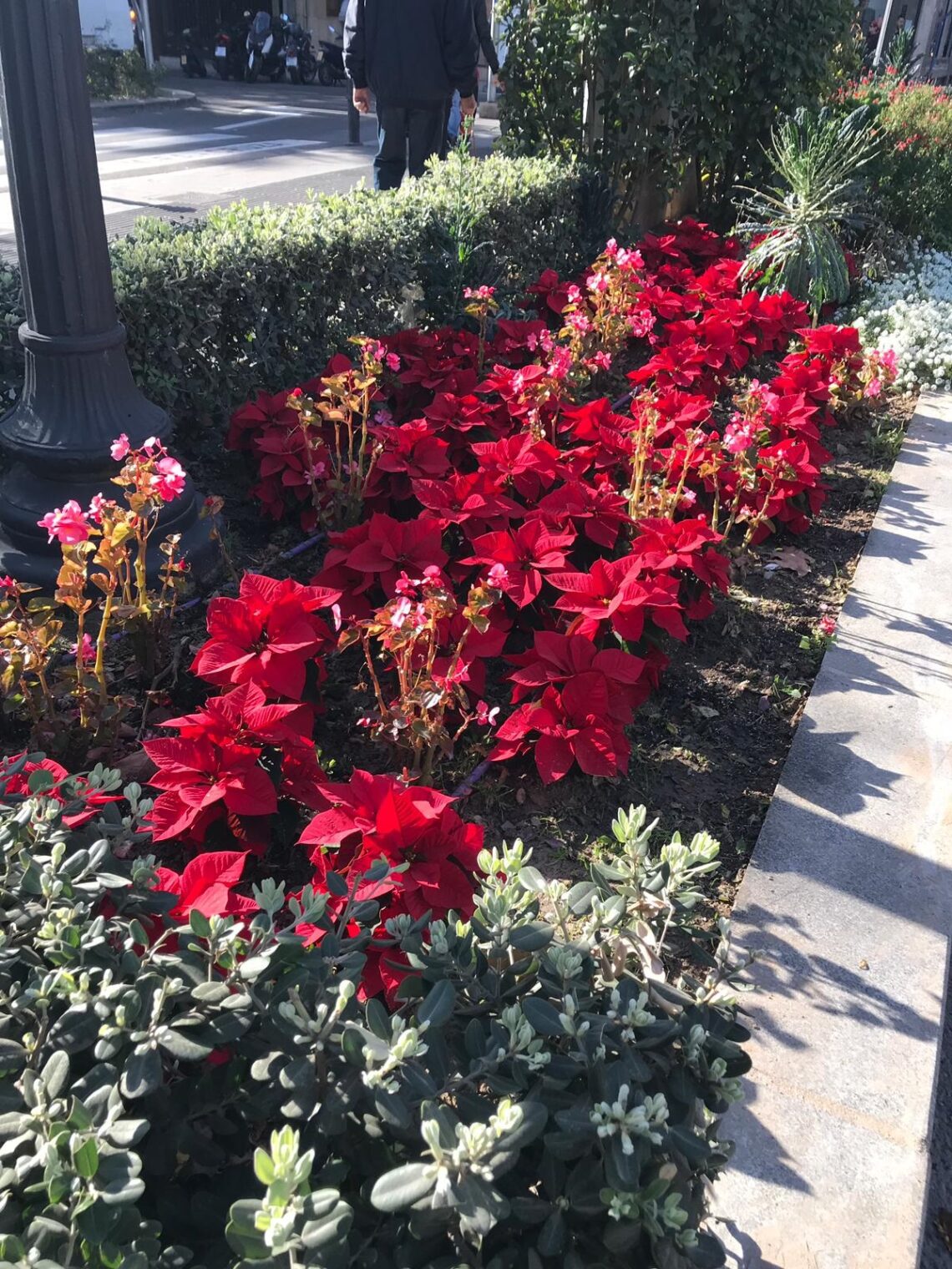 plantacion-flores-pascua-diciembre-2018-alicante