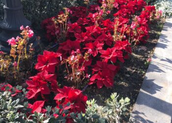 plantacion-flores-pascua-diciembre-2018-alicante