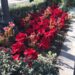 plantacion-flores-pascua-diciembre-2018-alicante