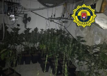 plantacion-ilegal-marihuana-alicante-enero-2019
