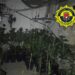 plantacion-ilegal-marihuana-alicante-enero-2019