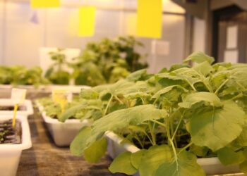 plantas-de-nicotiana-benthamiana-en-el-invernadero-del-crag