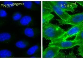 receptor-soluble-se-ancla-a-las-celulas-modificaciones-por-los-poxvirus