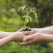 reciclaje-manos-sujetando-planta-pequena-octubre-2019