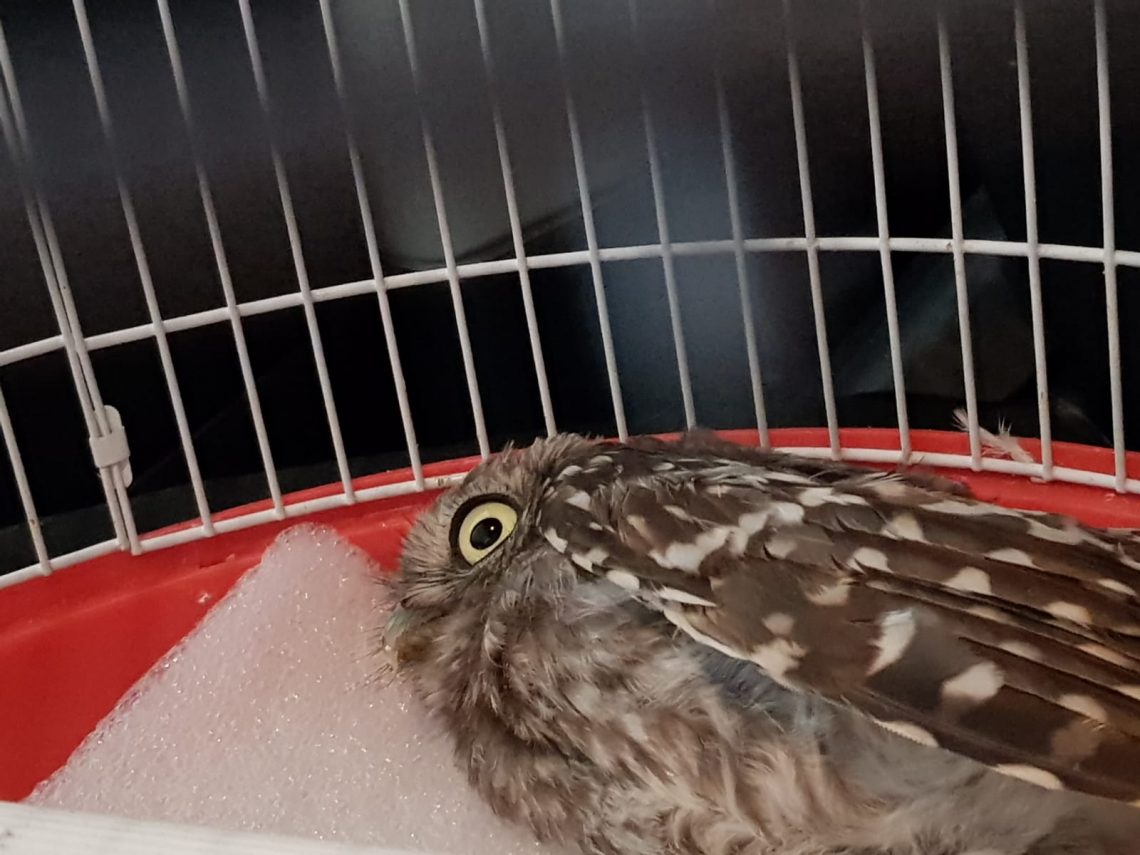 rojales-mochuelo-comun-agosto-2019