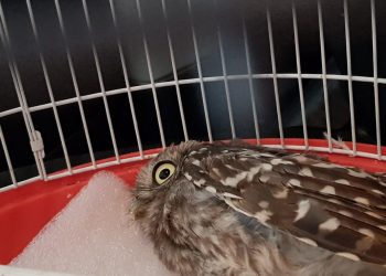 rojales-mochuelo-comun-agosto-2019