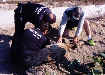 Rescatan una hembra de gamo que había caído en San Fulgencio