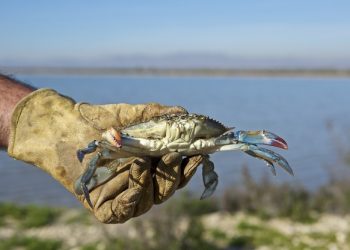 santa-pola-cangrejo-azul-siciembre-2019-3