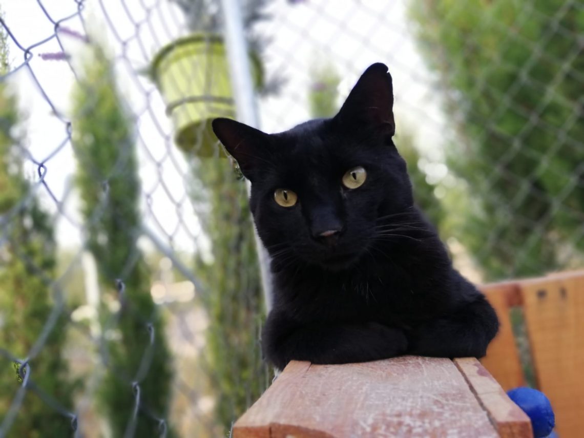 La castración de los felinos en manos de una empresa de control de plagas y de CES Gatos