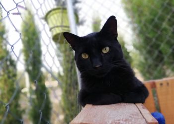 La castración de los felinos en manos de una empresa de control de plagas y de CES Gatos