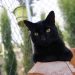 La castración de los felinos en manos de una empresa de control de plagas y de CES Gatos
