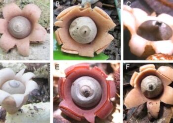Descubiertas seis nuevas especies de ‘estrellas de la tierra’