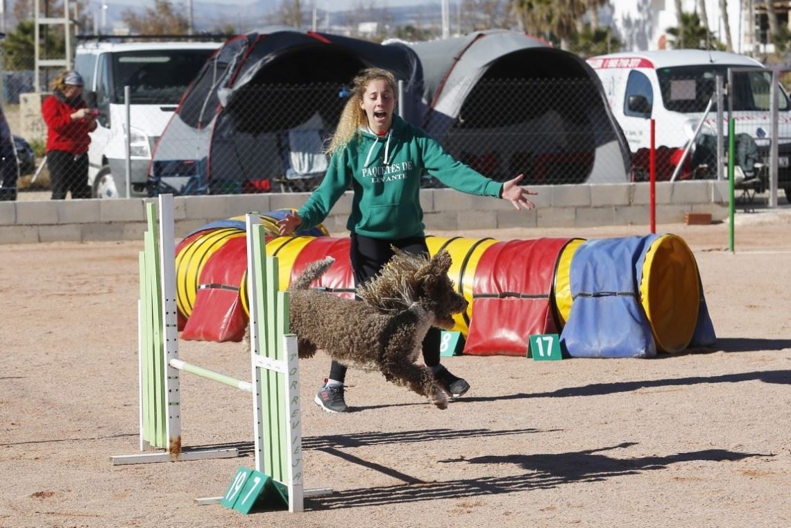 torrevieja-agility-agosto-2019-1