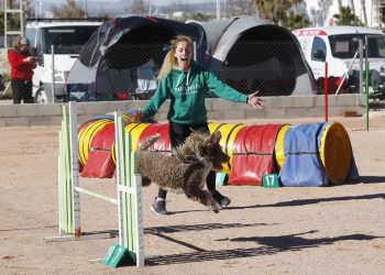 torrevieja-agility-agosto-2019-1