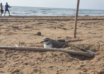 torrevieja-chorlitejos-nidos-playa-la-mata-mayo-2020-2