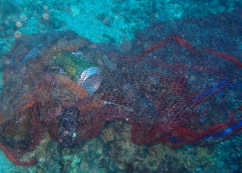 torrevieja-fondos-marinos-diciembre-2019-2