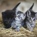 Torrevieja recibe una subvención de la Diputación para los tratamientos de esterilización de gatos