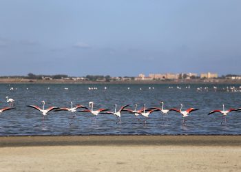 El 3 de julio se reinician las rutas ecoturísticas nocturnas de los Parques Naturales de Torrevieja