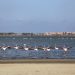El 3 de julio se reinician las rutas ecoturísticas nocturnas de los Parques Naturales de Torrevieja