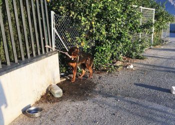 torrevieja-perros-abandonados-verano-septiembre-2019