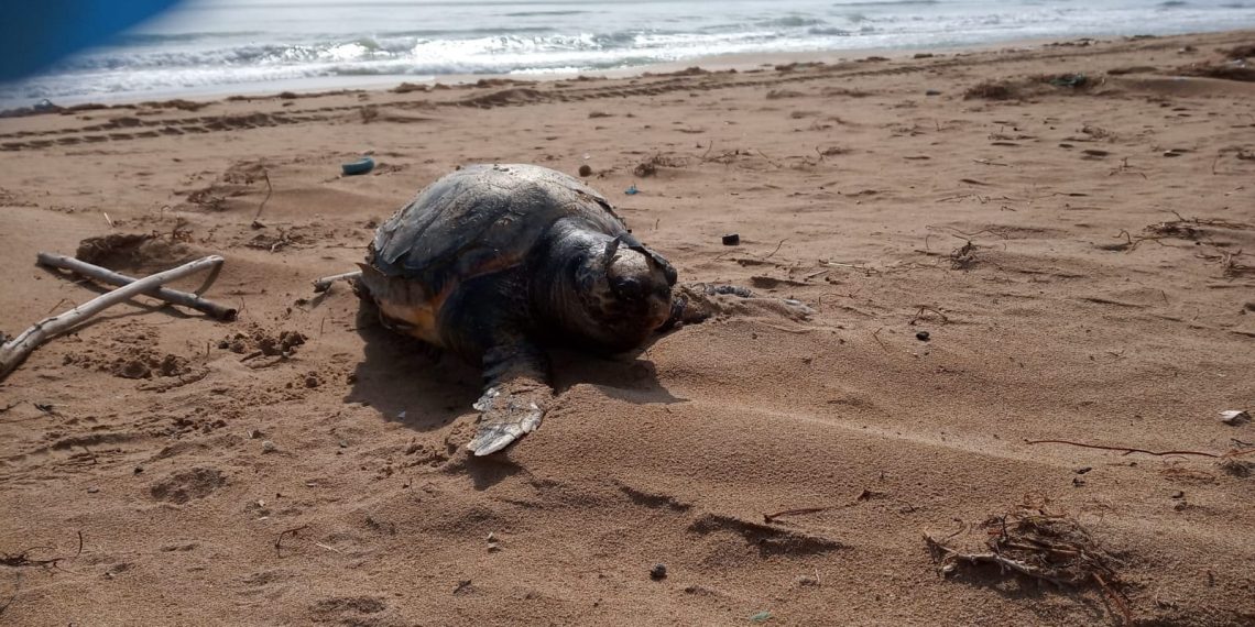 torrevieja-tortuga-boba-playa-la-mata-abril-2020-3