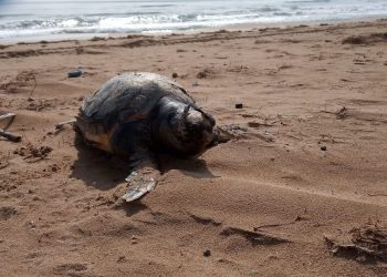 torrevieja-tortuga-boba-playa-la-mata-abril-2020-3