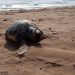 torrevieja-tortuga-boba-playa-la-mata-abril-2020-3