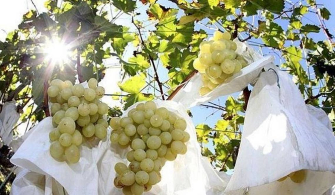 Las D.O. alicantinas, siete tesoros escondidos