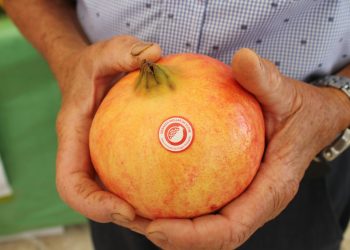 vega-baja-agricultores-granada-mollar-dop-abril-2020-3